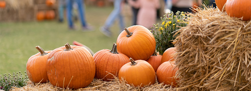1020x370-pumpkin-patch-3