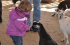 Petting Zoo at the Harvest Festival