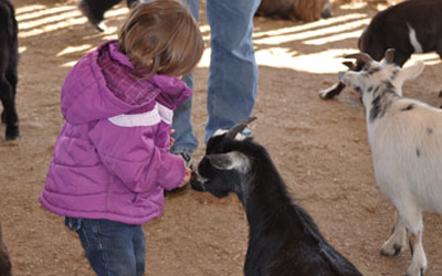 Petting Zoo at the Harvest Festival